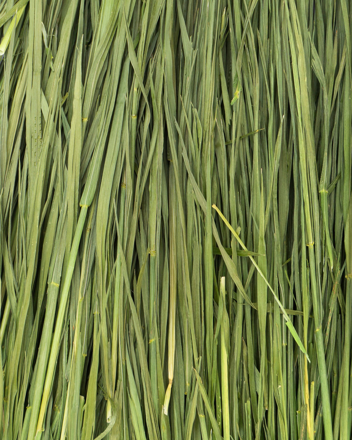 Galaxy's Dried Wheat Grass